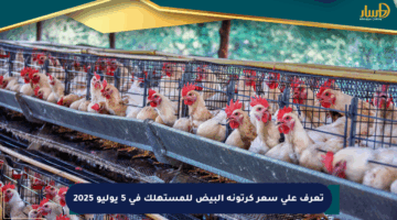تعرف على سعر كرتونة البيض للمستهلك في 5 يوليو 2025